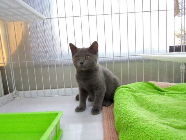 ブリティッシュ　ショートヘア（オス）№８１　　　　　　　　