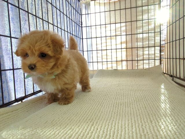 〇　ミックス犬    (マルプーオス) №８４　