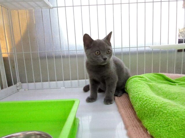 ブリティッシュ　ショートヘア（オス）№８１　　　　　　　　