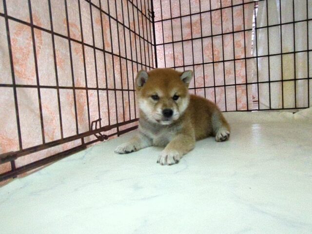 柴犬　（オス）№２　　　　　　　　　　　　　　