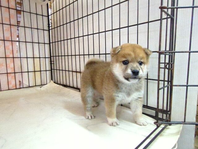 〇　柴犬　（メス）№３　　　　　　　　　　　　　　　