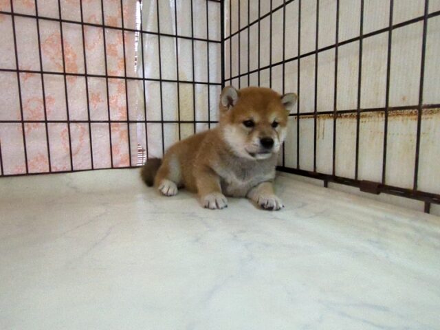 柴犬　（オス）№２　　　　　　　　　　　　　　