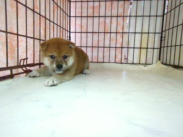 〇　柴犬　（メス）№３　　　　　　　　　　　　　　　