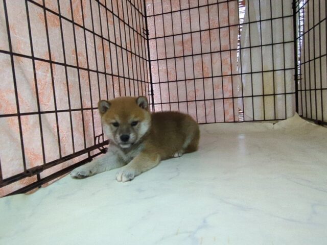 柴犬　（オス）№１　　　　　　　　　　　　　　