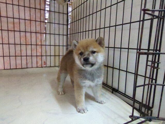 柴犬　（オス）№１　　　　　　　　　　　　　　