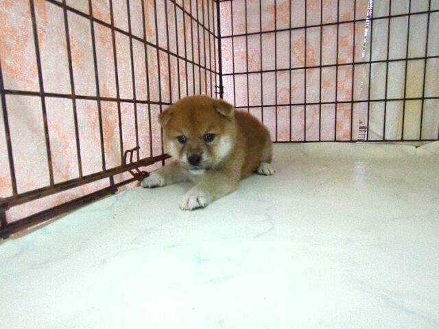 〇　柴犬　（メス）№３　　　　　　　　　　　　　　　