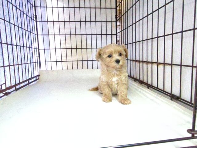 〇　ミックス犬    (マルプーメス) №９３　