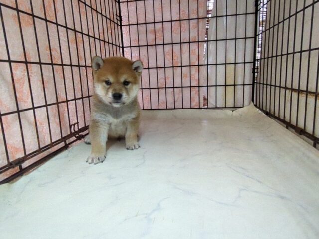 柴犬　（オス）№２　　　　　　　　　　　　　　