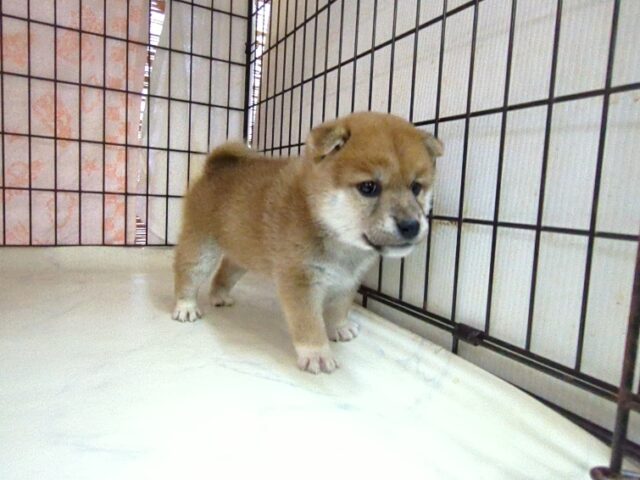 〇　柴犬　（メス）№３　　　　　　　　　　　　　　　