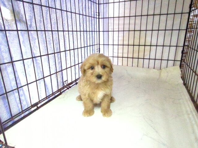 ミックス犬    (マルプーオス) №９１　