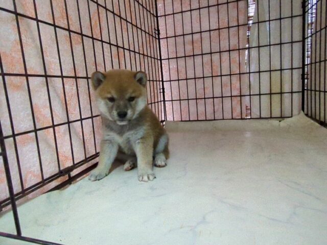 柴犬　（オス）№１　　　　　　　　　　　　　　