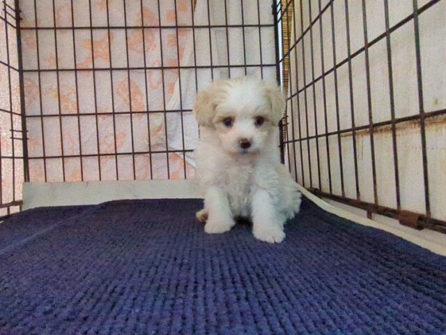 〇　ミックス犬    (マルプーオス) №７　