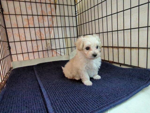 ミックス犬    (マルプーオス) №６　