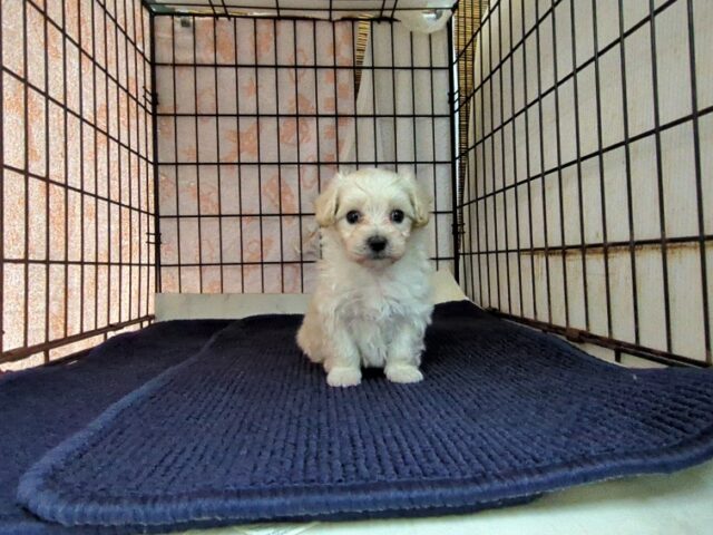 ミックス犬    (マルプーオス) №６　