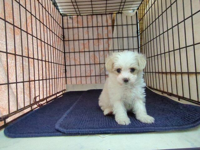 〇　ミックス犬    (マルプーオス) №７　