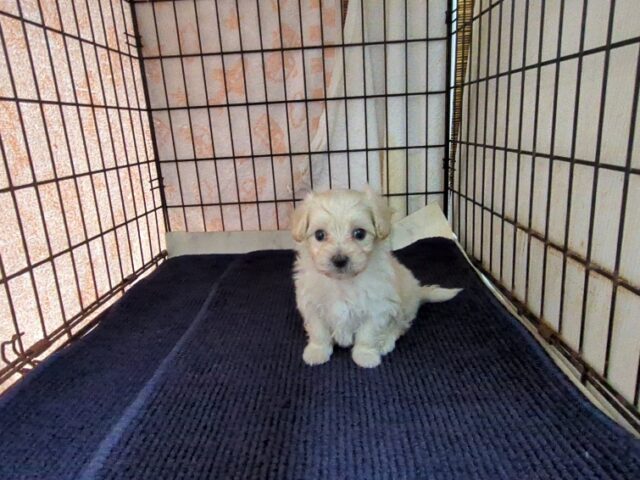 ミックス犬    (マルプーオス) №６　