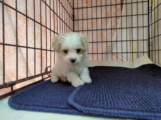 〇　ミックス犬    (マルプーオス) №７　