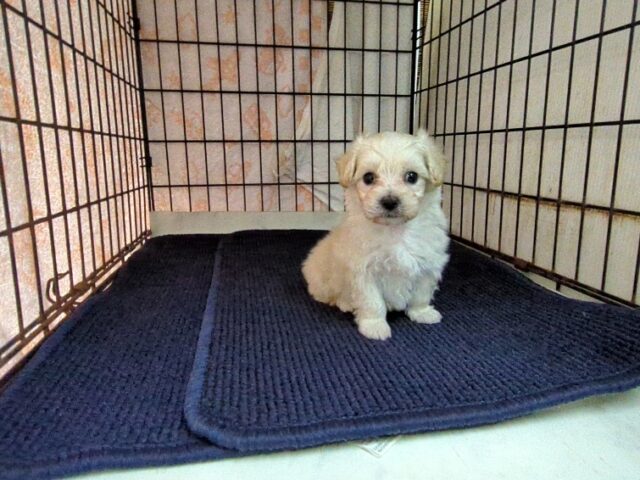 ミックス犬    (マルプーオス) №６　