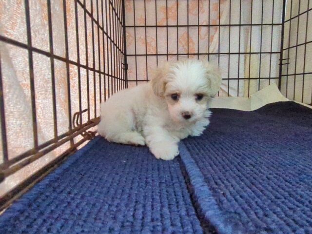 〇　ミックス犬    (マルプーオス) №７　