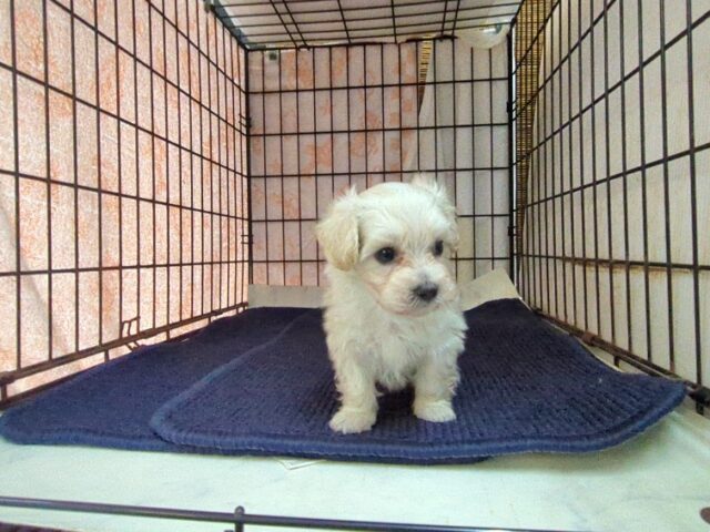 ミックス犬    (マルプーオス) №６　