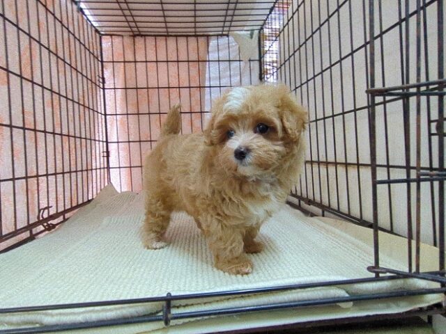 ミックス犬    (マルプーメス) №１４　