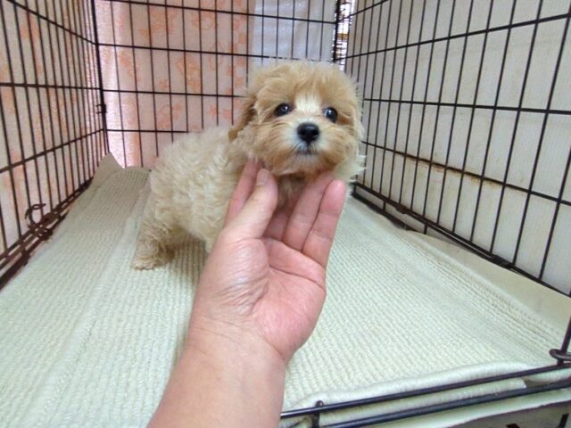 ミックス犬    (マルプーメス) №１５　