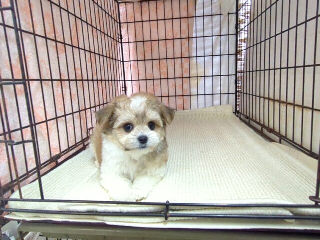 ミックス犬    (チワマル　メス) №１７　