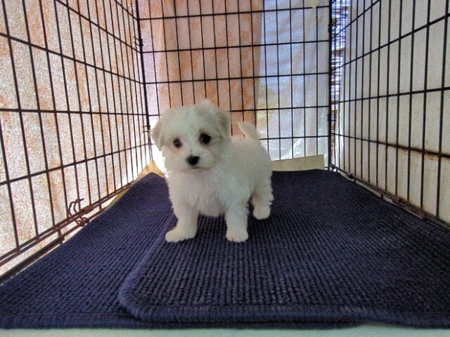 マルチーズ    (メス) №１２