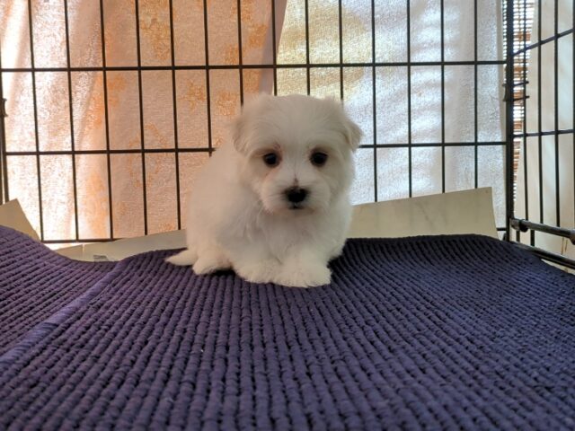 マルチーズ    (オス) №８