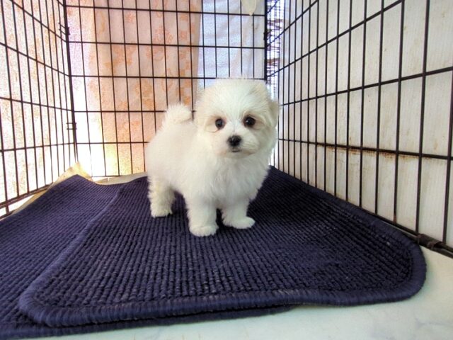 マルチーズ    (メス) №１３