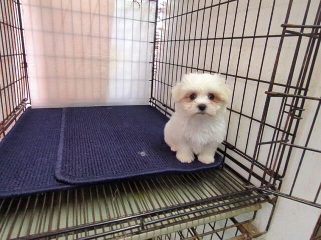 〇　マルチーズ    (オス) №８