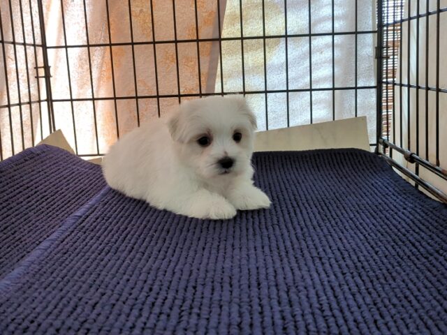 マルチーズ    (オス) №９