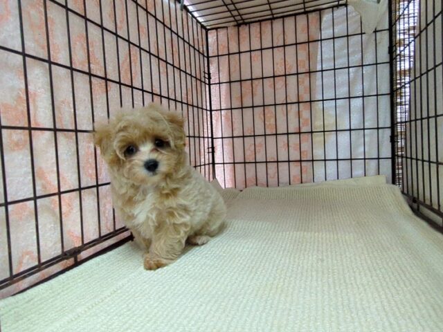 ミックス犬    (マルプーメス) №１５　