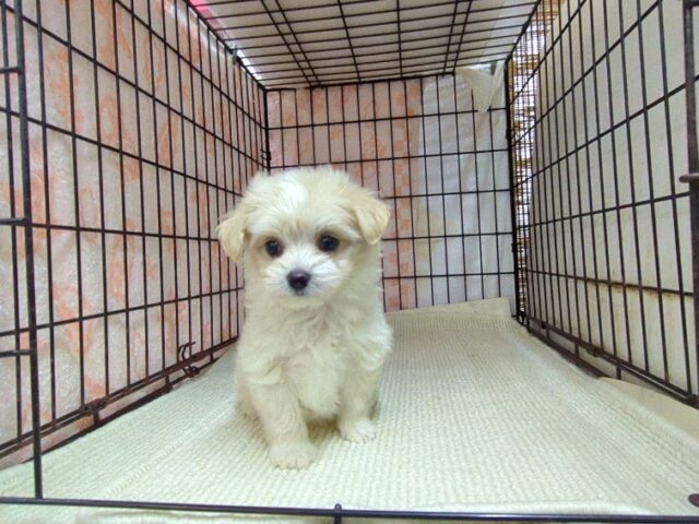 ミックス犬    (チワマル　メス) №１６　