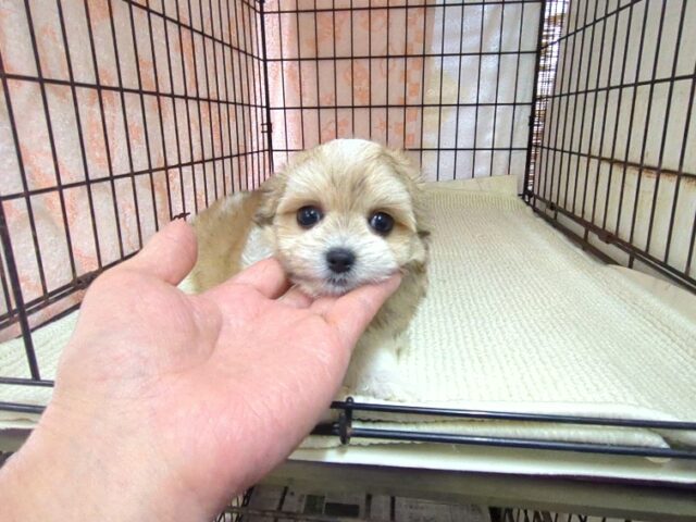 ミックス犬    (チワマル　メス) №１７　