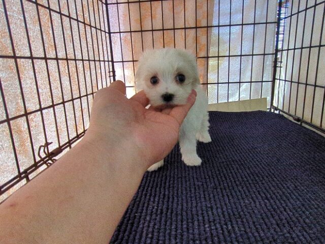 マルチーズ    (メス) №１２