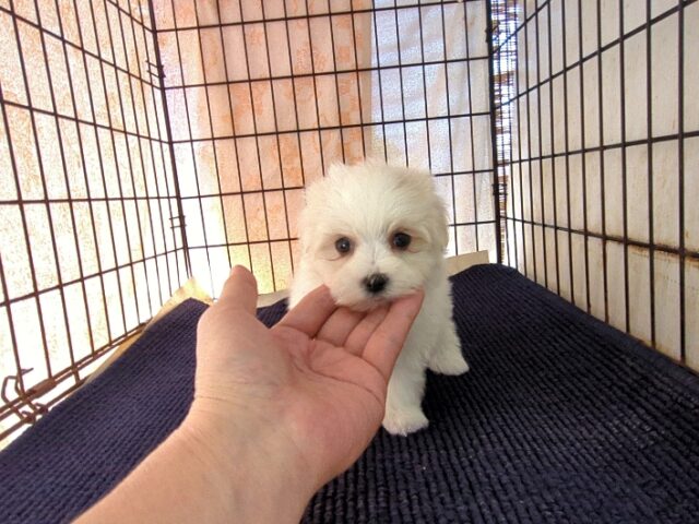 マルチーズ    (メス) №１３