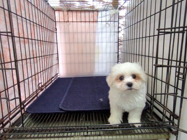 〇　マルチーズ    (オス) №８