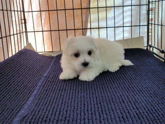 マルチーズ    (オス) №９