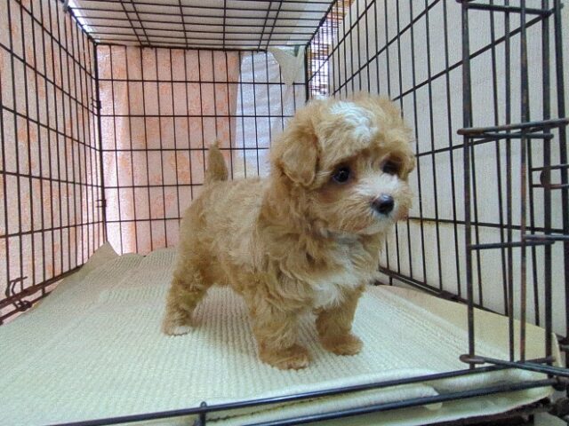 ミックス犬    (マルプーメス) №１４　