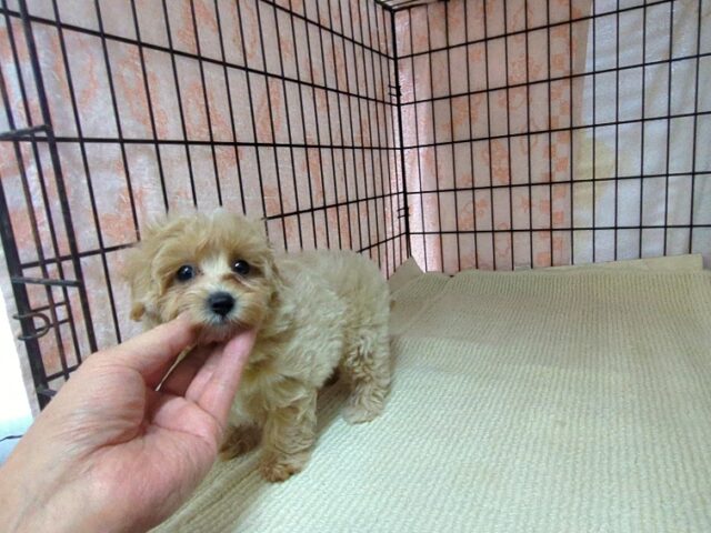 ミックス犬    (マルプーメス) №１５　