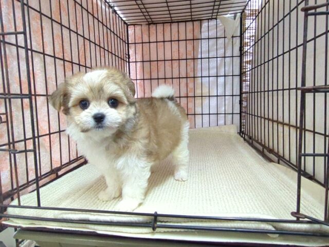 ミックス犬    (チワマル　メス) №１７　