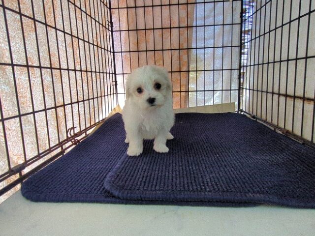 マルチーズ    (メス) №１２