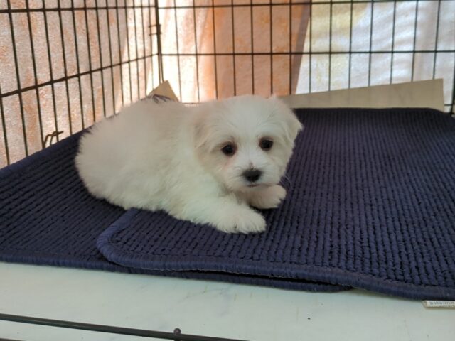 マルチーズ    (オス) №８