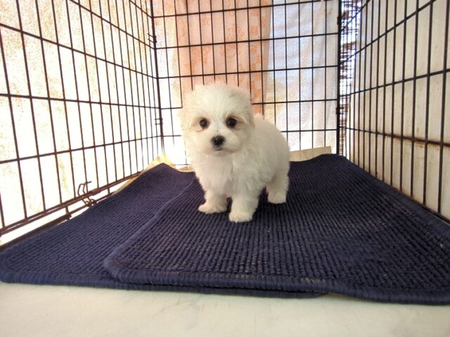 マルチーズ    (メス) №１３