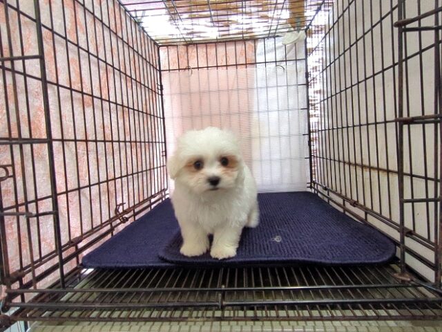 〇　マルチーズ    (オス) №８