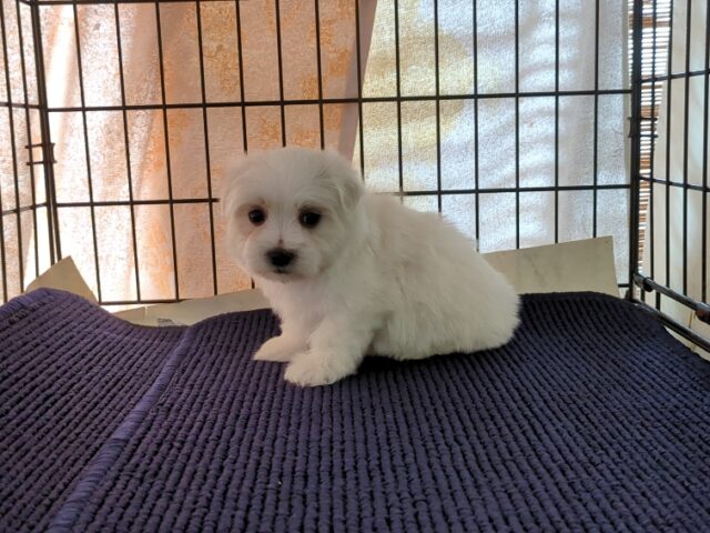 マルチーズ    (オス) №９