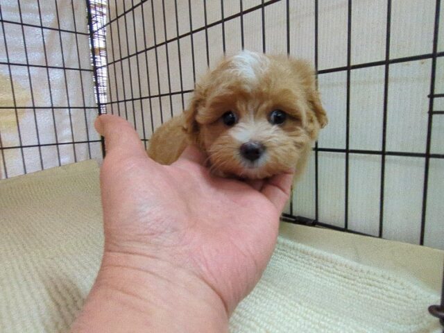 ミックス犬    (マルプーメス) №１４　