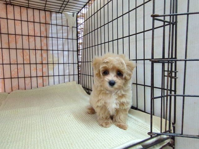 ミックス犬    (マルプーメス) №１５　