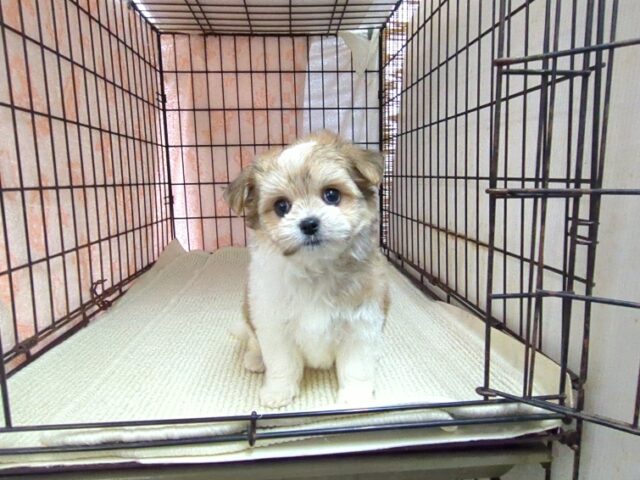 ミックス犬    (チワマル　メス) №１７　